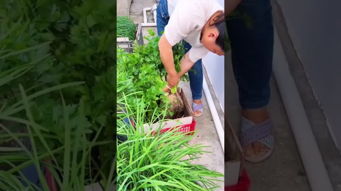 how to growth vegetable #natural how to growth vegetable #natural