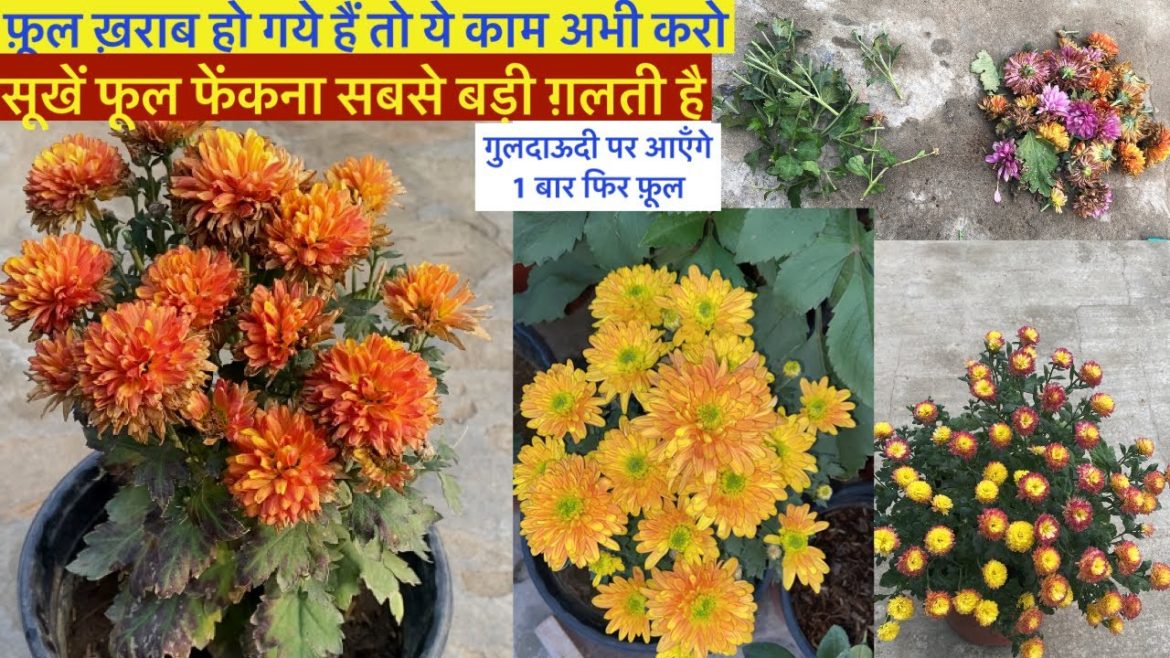 गुलदाऊदी फ़ूल सूखे है तो बिलकुल मत फेंकना || Secret Tips To Get Chrysanthemum Blooms After Pruning
