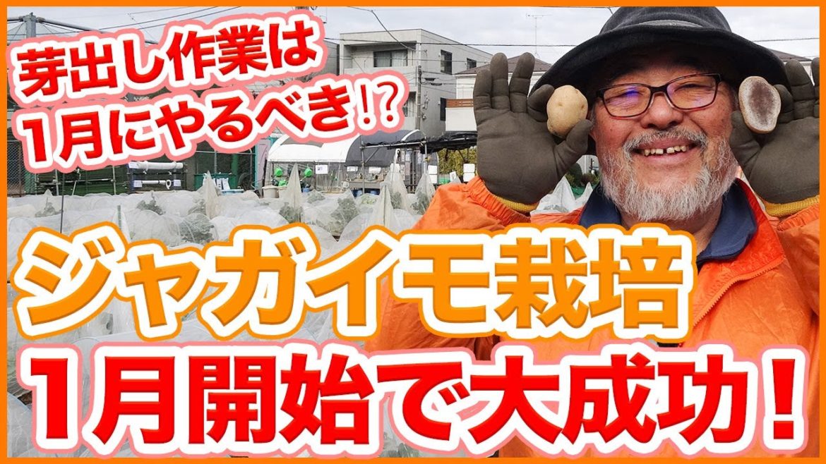 家庭菜園や農園のジャガイモ栽培は1月開始で大成功!?芽出し作業を1月にやるべき理由を徹底解説!【農園ライフ】/Potato cultivation tips from a Japanesefarmer 家庭菜園や農園のジャガイモ栽培は1月開始で大成功!?芽出し作業を1月にやるべき理由を徹底解説!【農園ライフ】/Potato cultivation tips from a Japanesefarmer