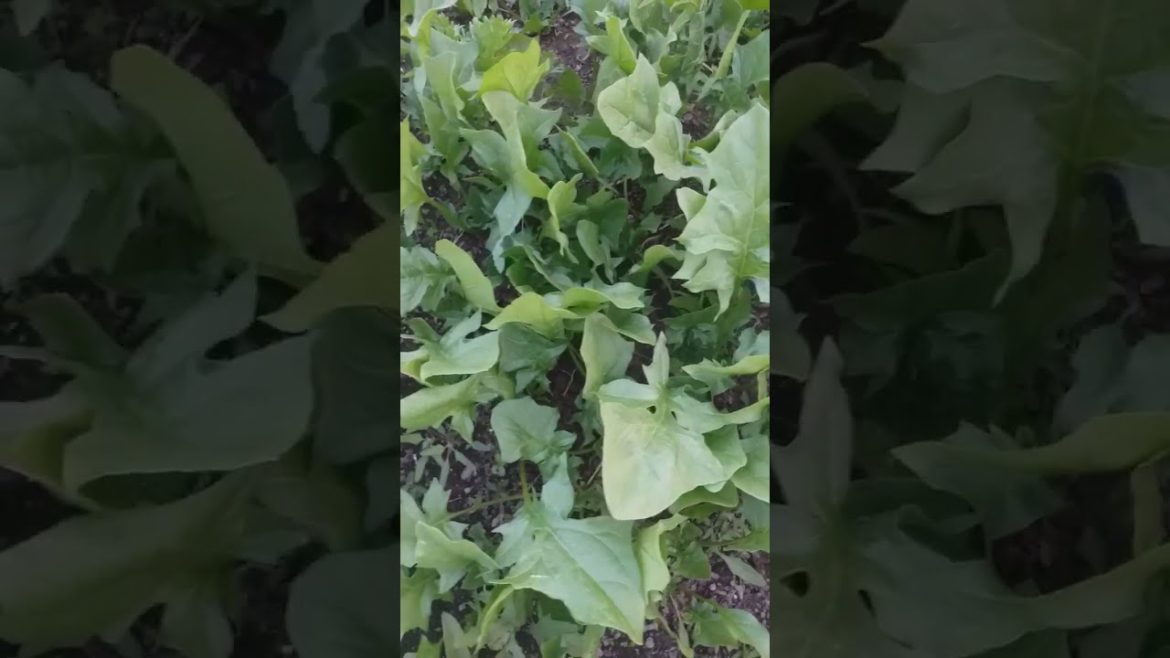 Grow palak 🌿🌱#shorts #gardening grow palak in container