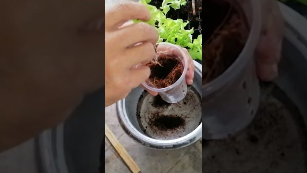 How To Grow Lettuce In A Container  #hydroponics #lettuce #backyardgardening