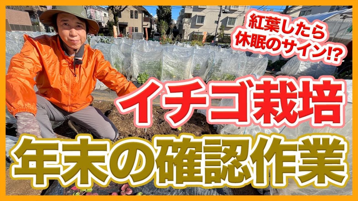 家庭菜園や農園のイチゴ栽培で年末最後の確認作業!イチゴの葉が紅葉したら休眠のサイン!?【農園ライフ】/Strawberry cultivation year-end confirmation work 家庭菜園や農園のイチゴ栽培で年末最後の確認作業!イチゴの葉が紅葉したら休眠のサイン!?【農園ライフ】/Strawberry cultivation year-end confirmation work
