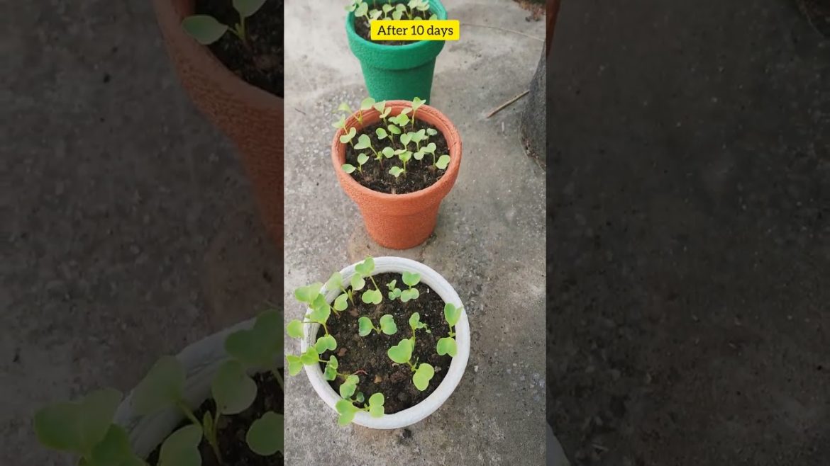 Growing Red Radish At Rooftop Vegetable Garden From Seed To Harvest Growing Red Radish At Rooftop Vegetable Garden From Seed To Harvest