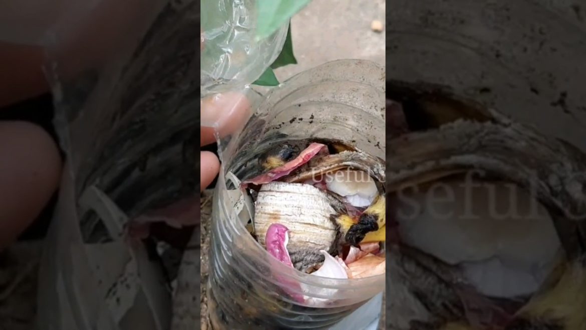 കുപ്പി കമ്പോസ്റ്റ്....😍😍😍 #krishitips #gardentips #usefulsnippets #shorts