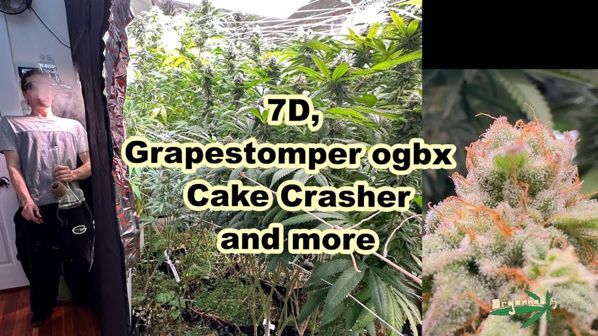 Week 6 Cannabis Flower 🔥  7D, GRAPESTOMPER ogbx, Cake Crasher Grow Update & More