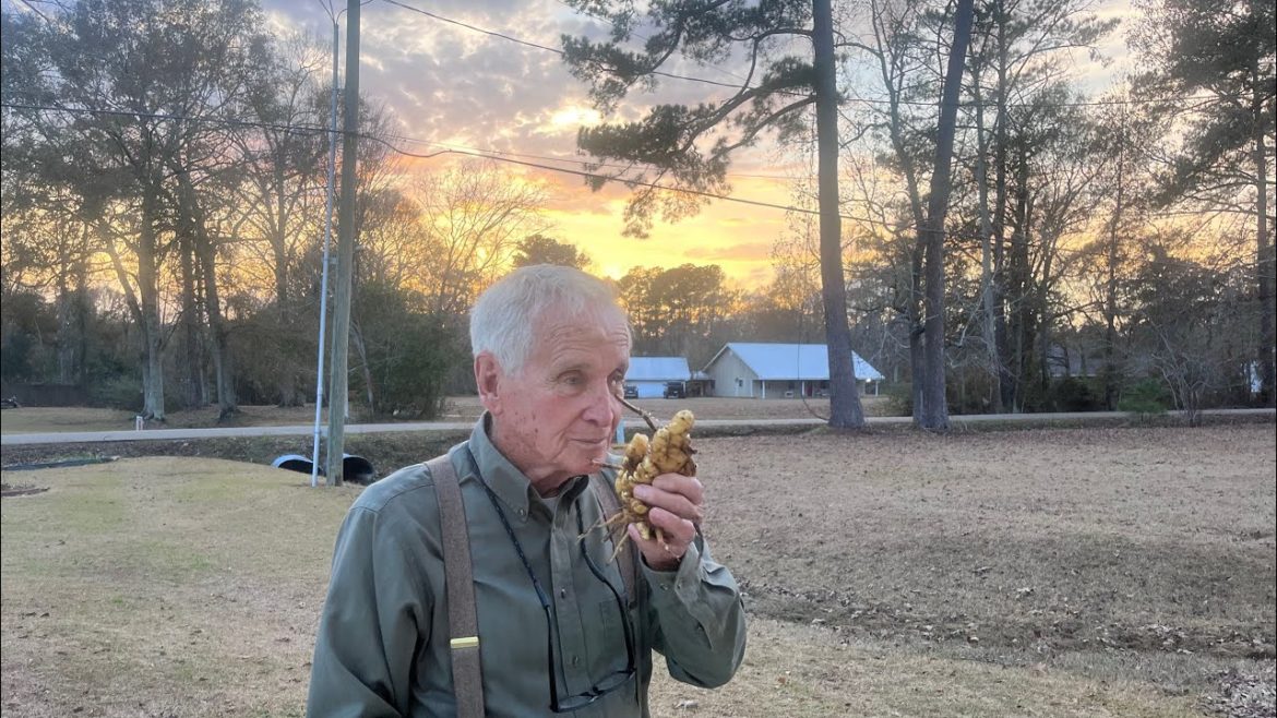 Prep it even if you don’t plant it: sustainable gardening-Tips on ginger & using blood in the garden