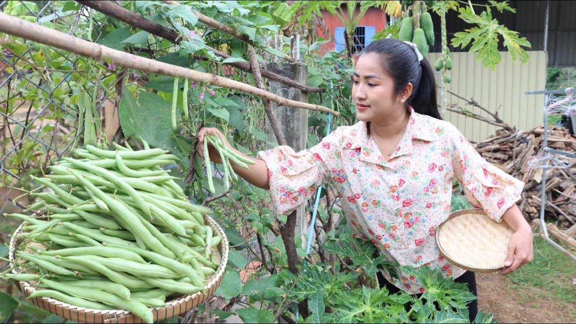 Have you ever grown green beans at home? / Yummy green beans cooking – Cooking with Sreypov Have you ever grown green beans at home? / Yummy green beans cooking - Cooking with Sreypov
