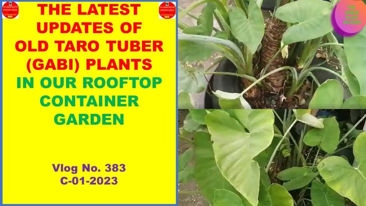 The Latest Updates of Old Taro Gabi Plants In Our Rooftop Container Garden
