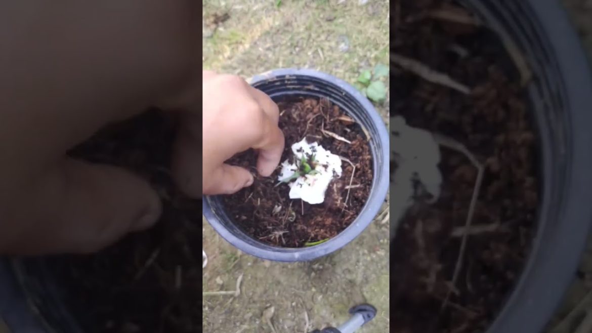 rose bud growing | True or fake #shorts #greennature #youtubeshorts #trending #plants #gardening