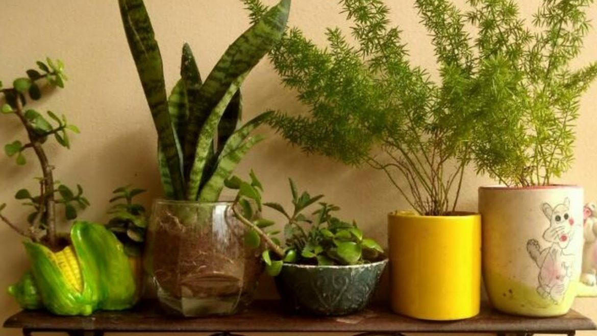 ऐसे लगाये cups/mugs मे plants || smart gardening tips || How to Grow plants in cups/mugs