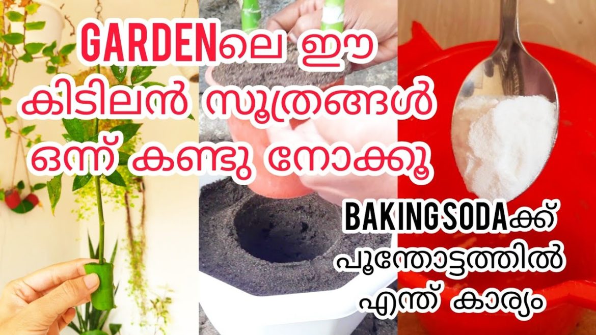 GARDEN സുന്ദരമാക്കുവാൻ ഈ കിടിലൻ സൂത്രങ്ങൾ ചെയ്തു നോക്കൂ | Gardening tips GARDEN സുന്ദരമാക്കുവാൻ ഈ കിടിലൻ സൂത്രങ്ങൾ ചെയ്തു നോക്കൂ | Gardening tips