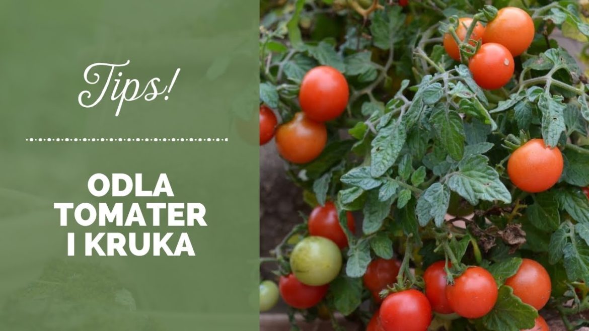 Odla tomater i kruka - tips för sådd