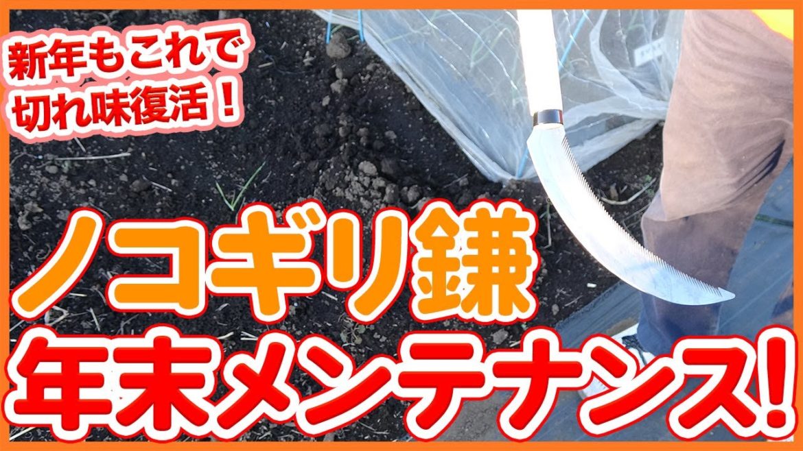 家庭菜園や農園栽培で年末年始にやりたい！ノコギリ鎌のメンテナンス方法！これで新年も切れ味抜群！Saw and sickle maintenance tips from a Japanesefarmer