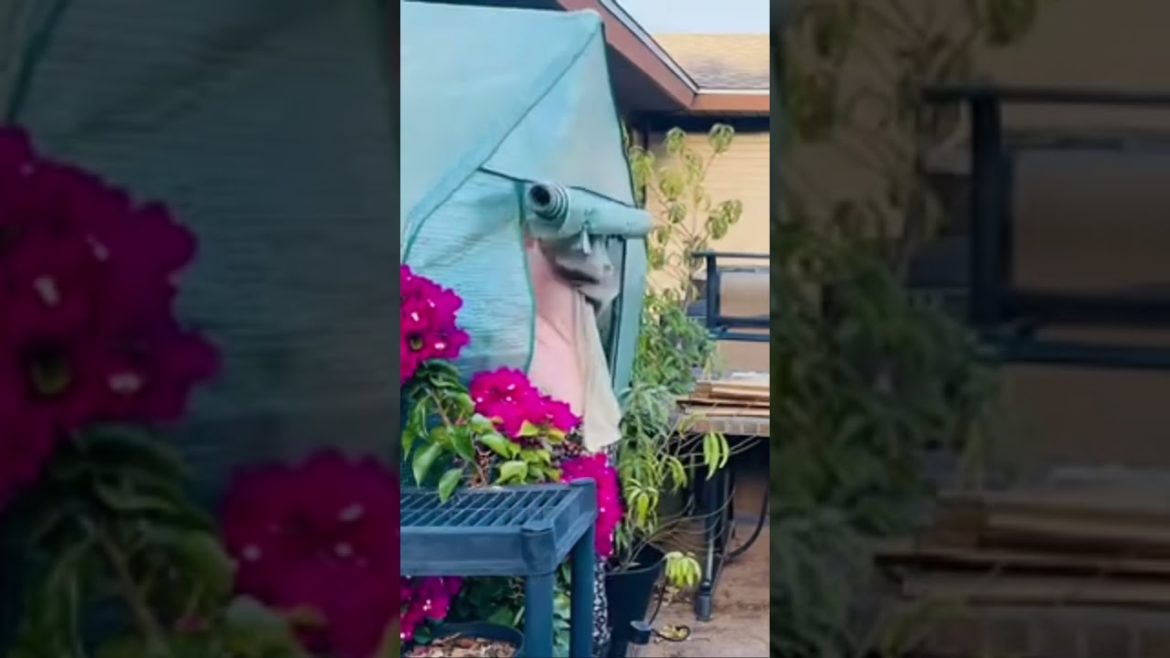 Winterizing a Temporary Greenhouse #shorts #clausenworld