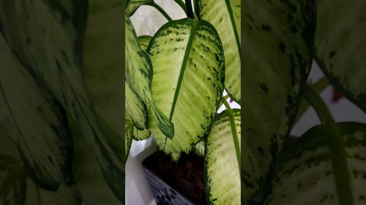 Beautiful Indoor Plant | Zeeshan Speaks