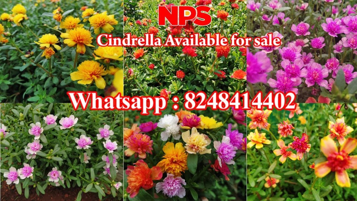Portulaca - Table Rose - Pathumani Sales - Cindrella 20 Colors Online Sale - Whatsapp : 8248414402