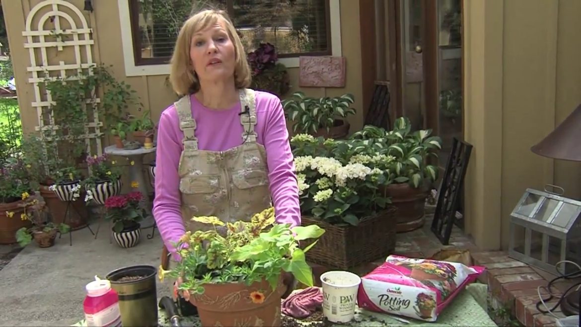 Small Space Container Garden Demo: Heuchera, Calibrachoa, And Sweet Potato Vine