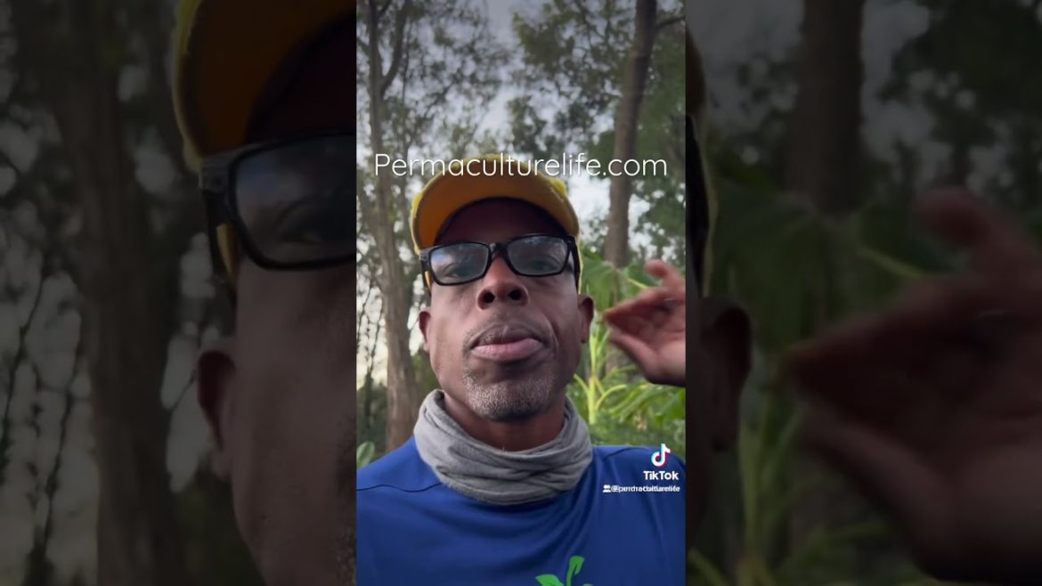 Cranberry hibiscus 🌺