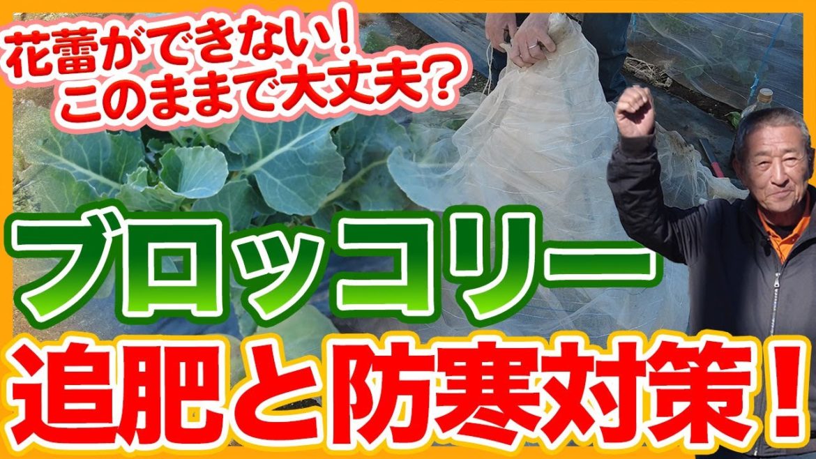 家庭菜園や農園のブロッコリー栽培で花蕾が出来ないのは大丈夫?1月の追肥と防寒対策!【農家直伝】/Tips for growing broccoli from a Japanese farmer. 家庭菜園や農園のブロッコリー栽培で花蕾が出来ないのは大丈夫?1月の追肥と防寒対策!【農家直伝】/Tips for growing broccoli from a Japanese farmer.