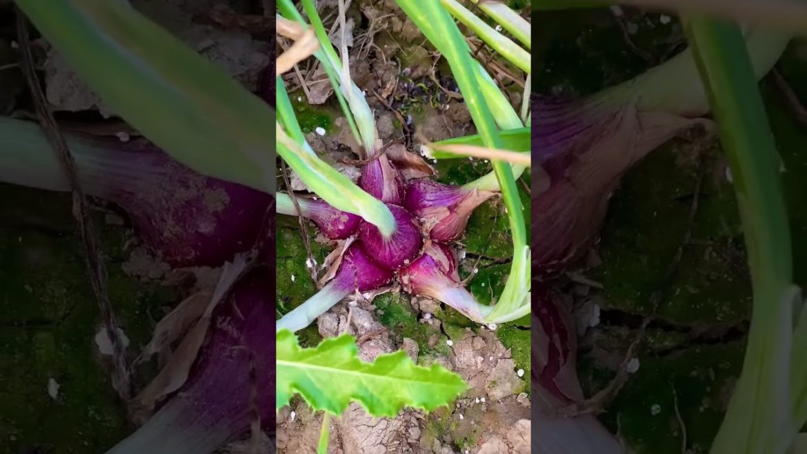 Onion Planting at Home (rooftop garden) | Onion Farming and Harvesting #shorts #bdfarm #onion