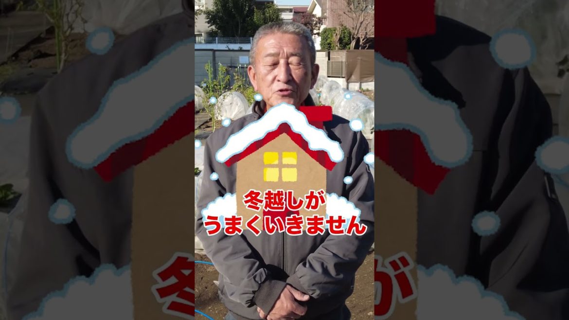 家庭菜園や農園のそら豆栽培で冬越し用に背丈をコントロールするコツ!#shorts /Tips for growing broad beans from a Japanese farmer. 家庭菜園や農園のそら豆栽培で冬越し用に背丈をコントロールするコツ!#shorts /Tips for growing broad beans from a Japanese farmer.