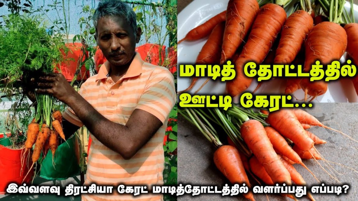 மாடித் தோட்டத்தில் ஊட்டி கேரட் | இவ்வளவு திரட்சியான கேரட் மாடித் தோட்டத்தில் வளர்ப்பது எப்படி? மாடித் தோட்டத்தில் ஊட்டி கேரட் | இவ்வளவு திரட்சியான கேரட் மாடித் தோட்டத்தில் வளர்ப்பது எப்படி?