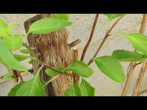 Parents' Permaculture Garden in Winter 2023 Parents' Permaculture Garden in Winter 2023