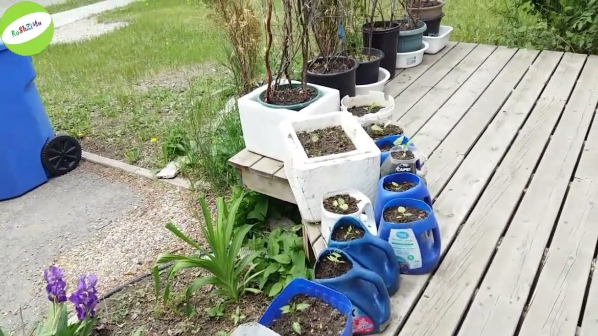 Front Yard plastic bottle garden 2022, June- August Front Yard plastic bottle garden 2022, June- August