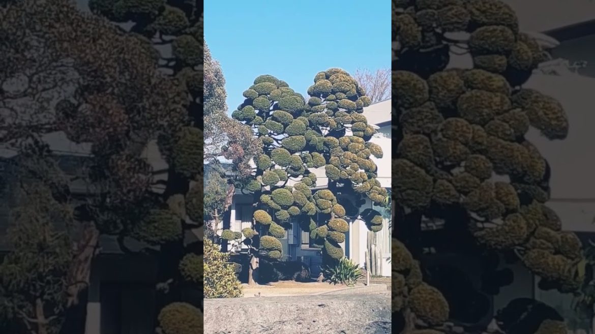 Japanese trees