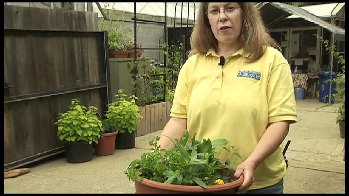 Creating a Butterfly Container Garden