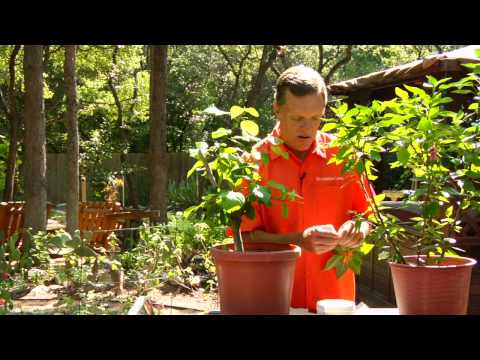 Gardening Tips : Planting Hibiscus Gardening Tips : Planting Hibiscus
