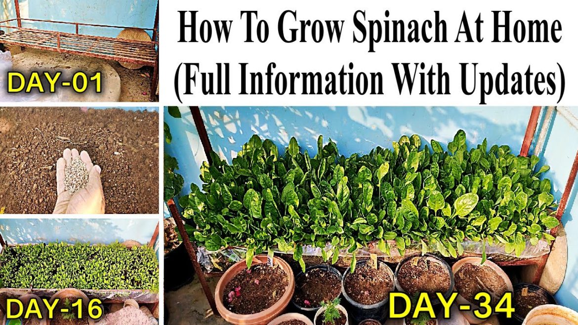 How To Grow Spinach At Home-Full Information With Updates ⎪Growing Spinach in Containers