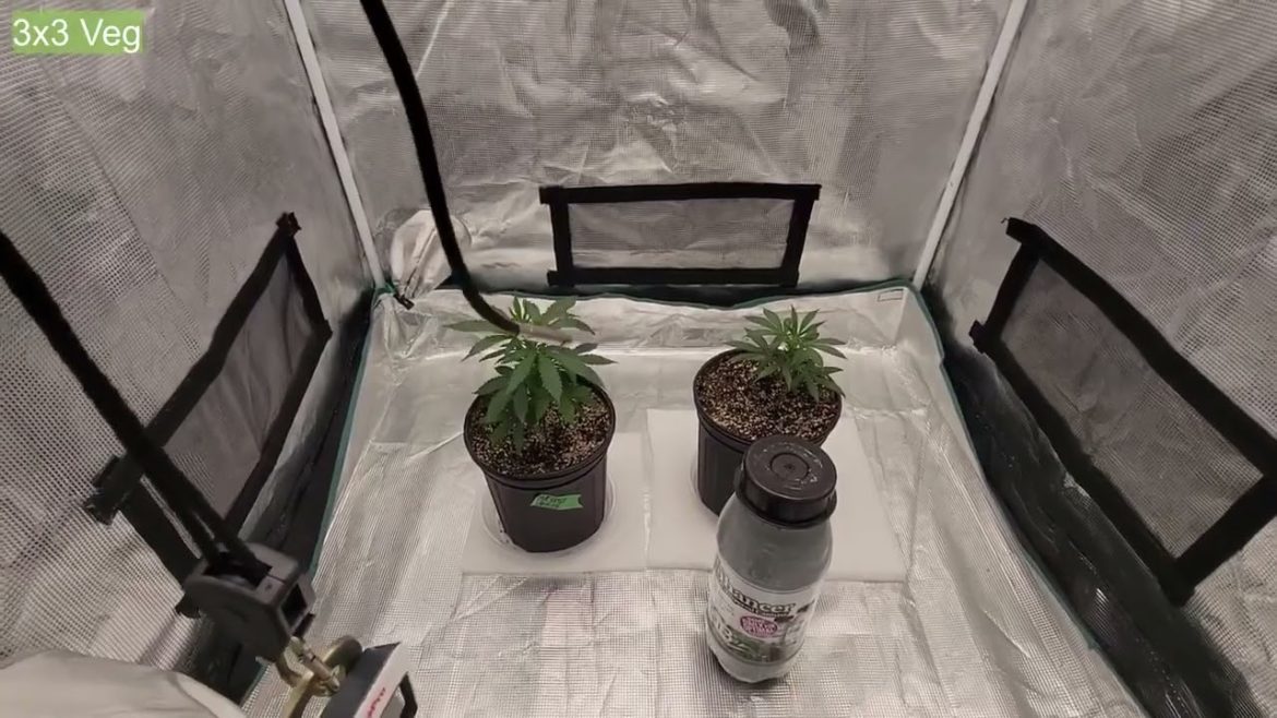 ZOLTRIX GROWER – IS IT TIME FOR THE LA CONFIDENTIAL! ALMOST HARVEST! EPIC ORGANIC GARDENING #tnb ZOLTRIX GROWER - IS IT TIME FOR THE LA CONFIDENTIAL! ALMOST HARVEST! EPIC ORGANIC GARDENING #tnb