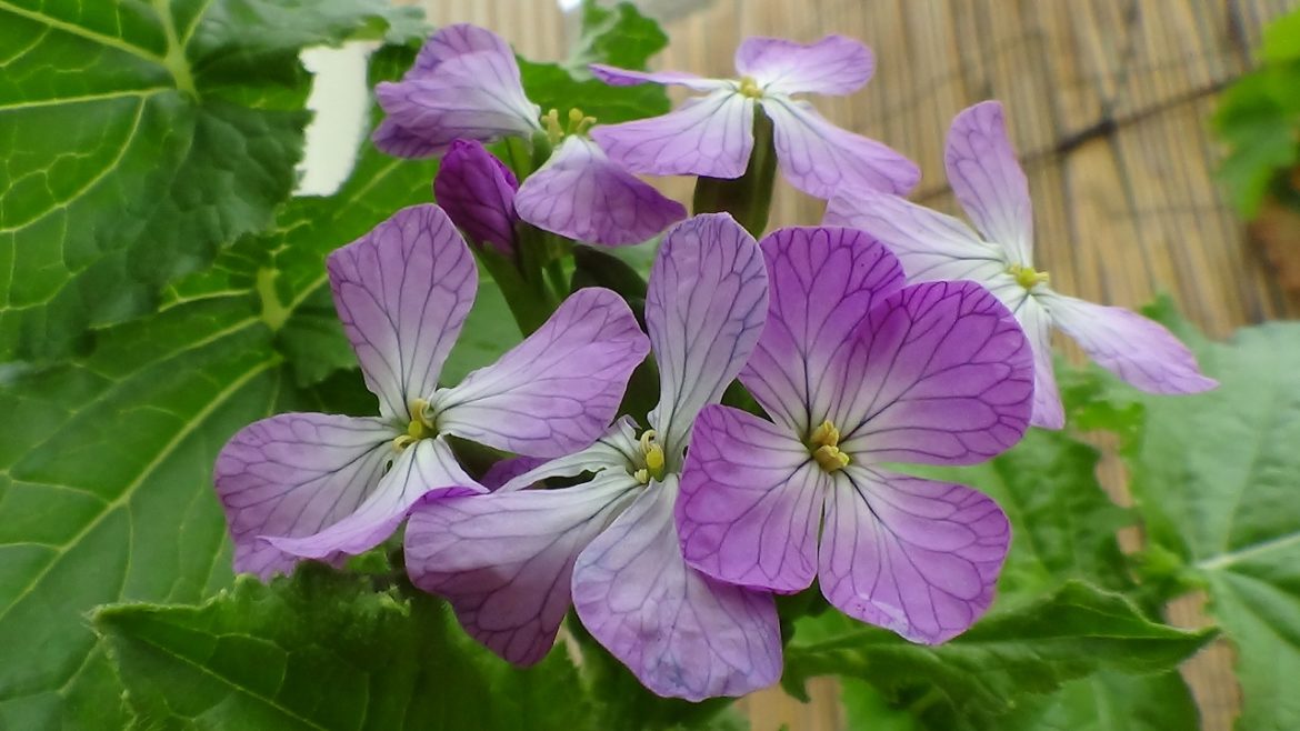 AZ Farms Late Winter Backyard Garden Update