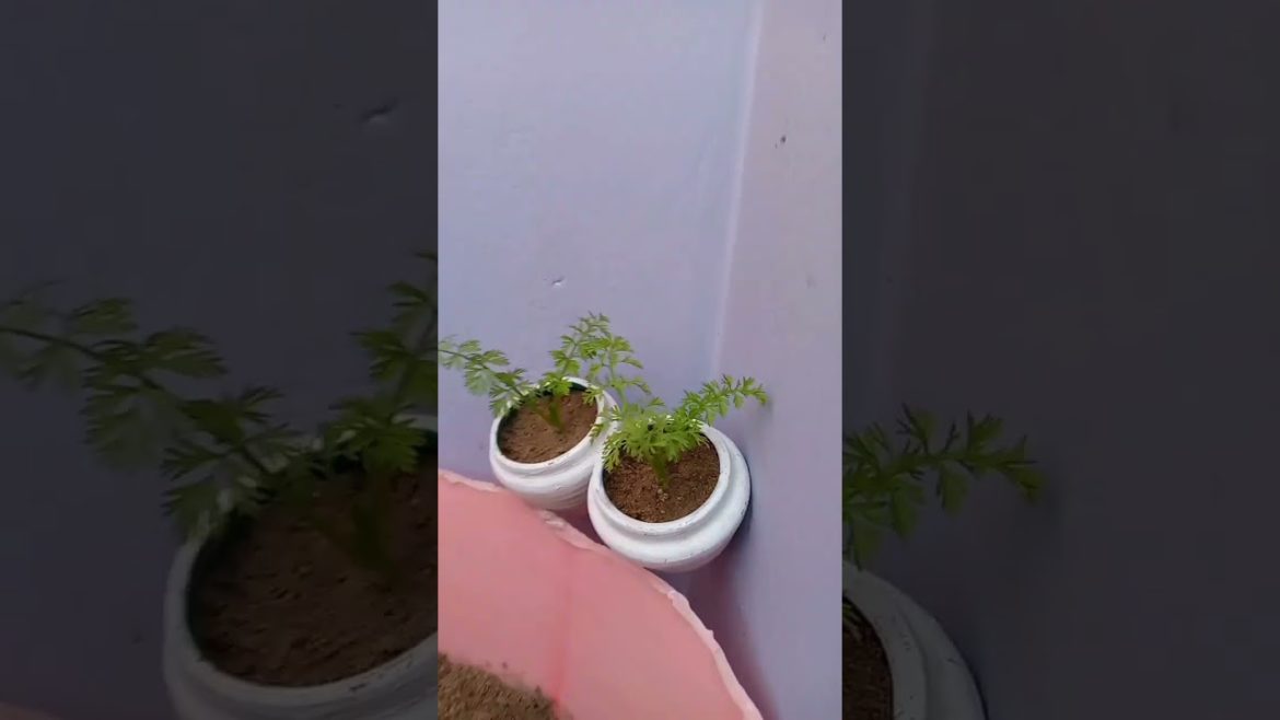 carrot leaf growth in water #hidroponik #gardeningtips #shortvideo