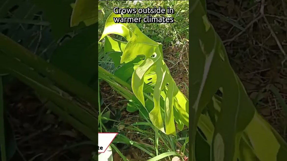 #shorts Add This Plant To Your Edible Landscape # 7 of 9 #shorts Add This Plant To Your Edible Landscape # 7 of 9