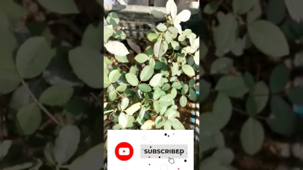 5 Secret 🤫 tips for heavy flowering on 🌹 Rose #shorts #gardening #rose_plant #गुलाब #winter #flower