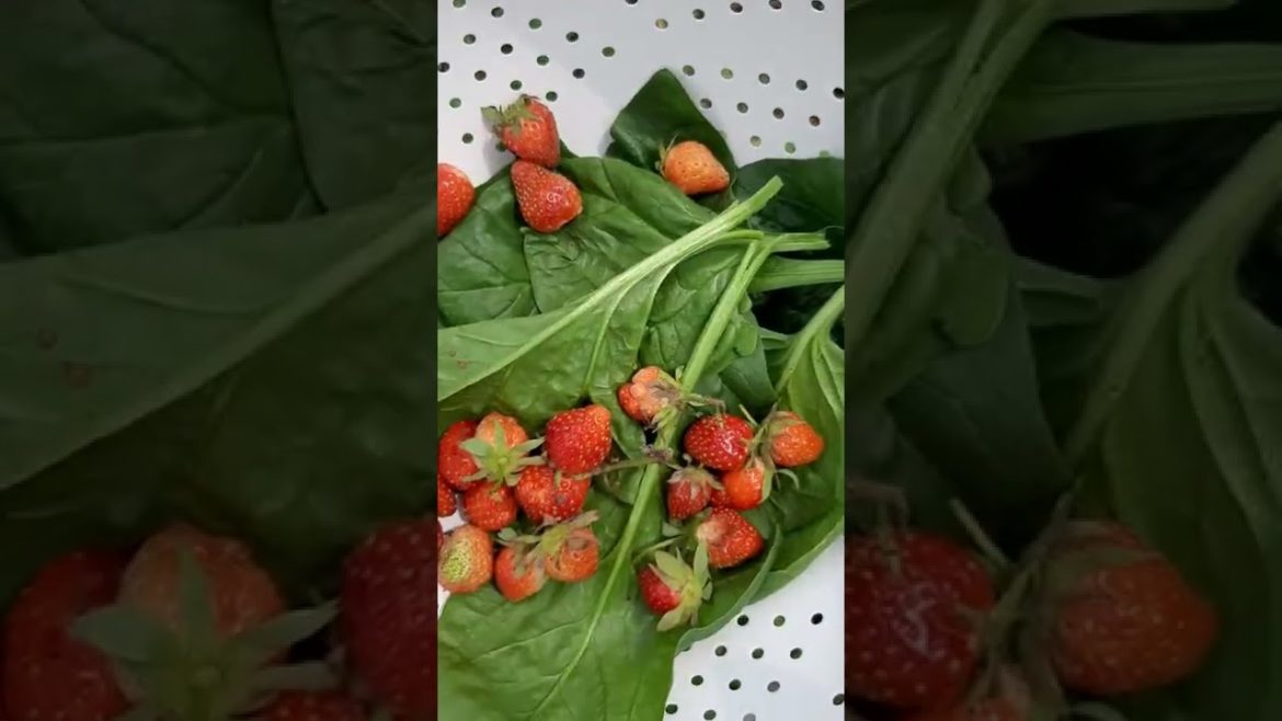 SMALL GARDEN HARVEST / SPINACH AND STRAWBERRY /  ORGANIC VEGETABLES / BACKYARD GARDEN #SHORTS
