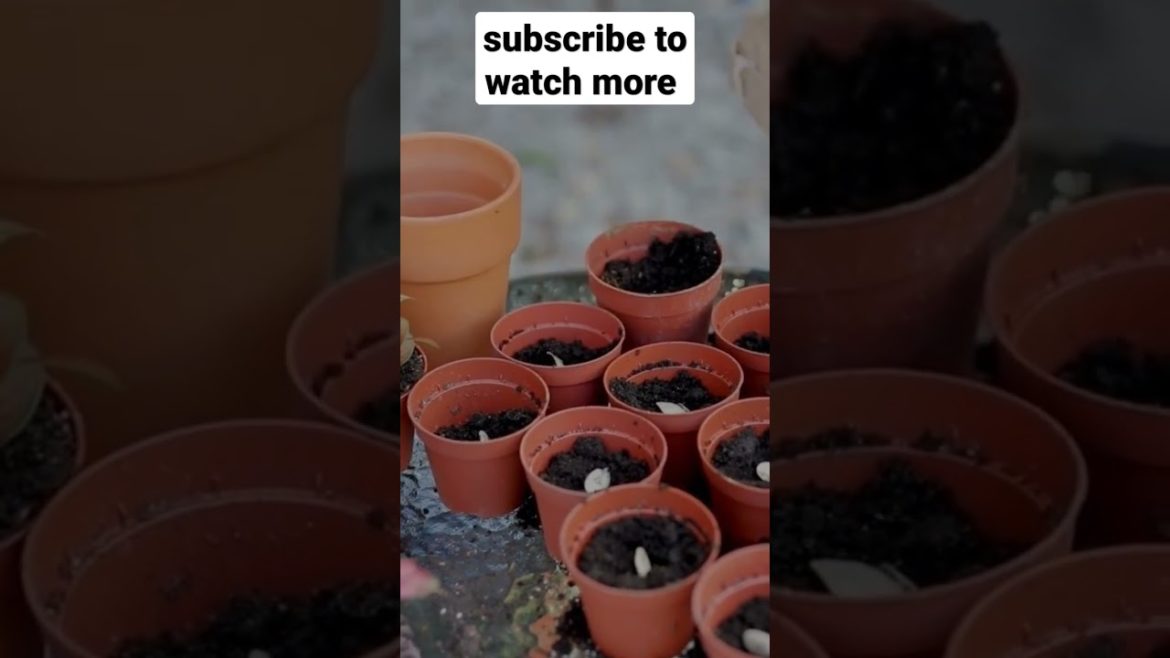 creative diy tree plantation ideas #craftyshow #ytshorts #plantation #diy  #craftideas #crafting