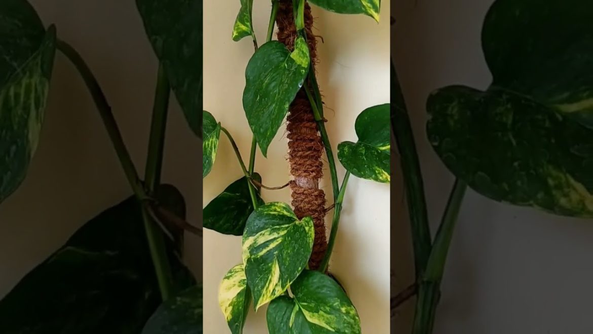 money plant tree money plant tree