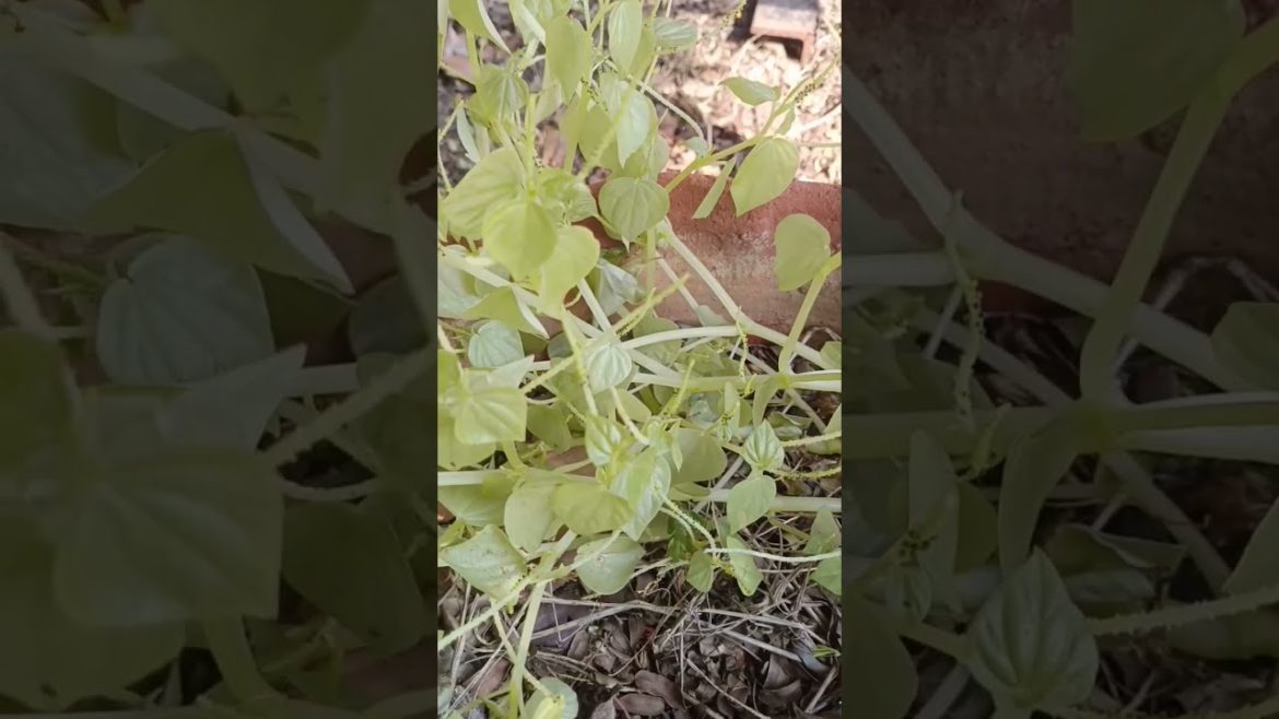 Peperomia pellucida / Crab Claw herb/ #airpurifier #plant #indoor #succulent #shorts #youtubeshorts Peperomia pellucida / Crab Claw herb/ #airpurifier #plant #indoor #succulent #shorts #youtubeshorts