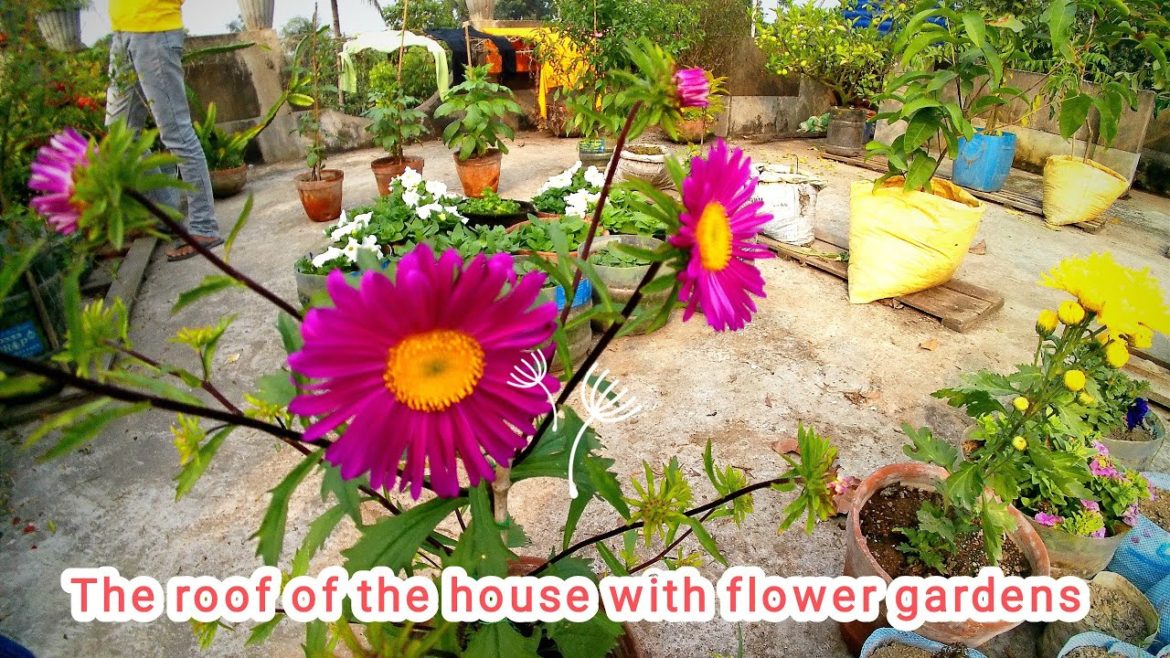 The roof of the house is filled with flower gardens