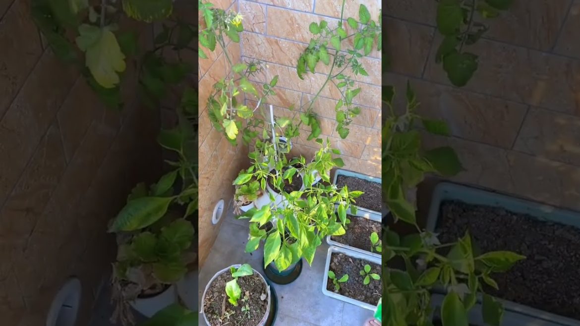 Beautiful vegetable garden at home (P4) #shorts