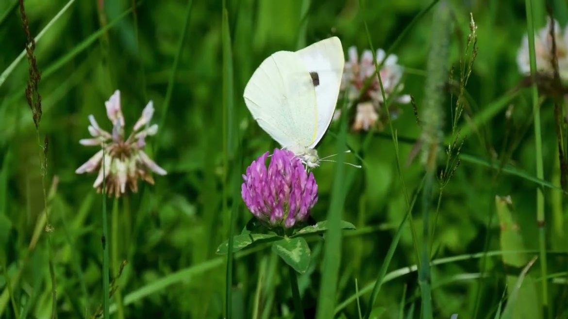 10 Tips for Planting and Growing a Wildflower Garden 10 Tips for Planting and Growing a Wildflower Garden