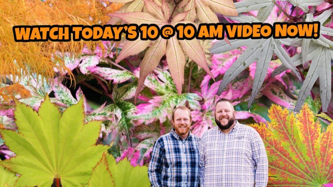 New Year, New Plants! MrMaple 10@10 for January 3, 2023!