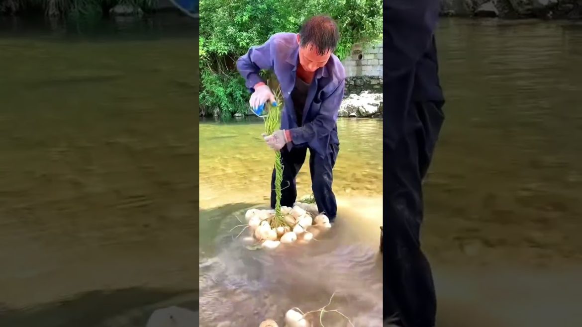 Yam bean harvesting time