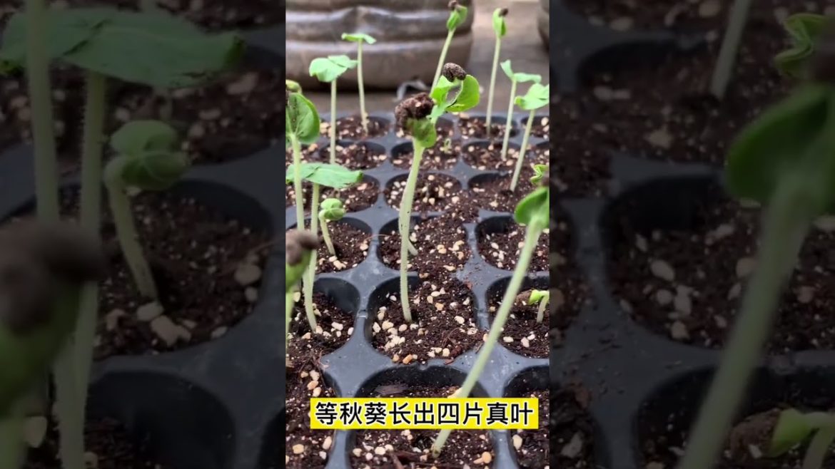 how to growth vegetable #natural how to growth vegetable #natural