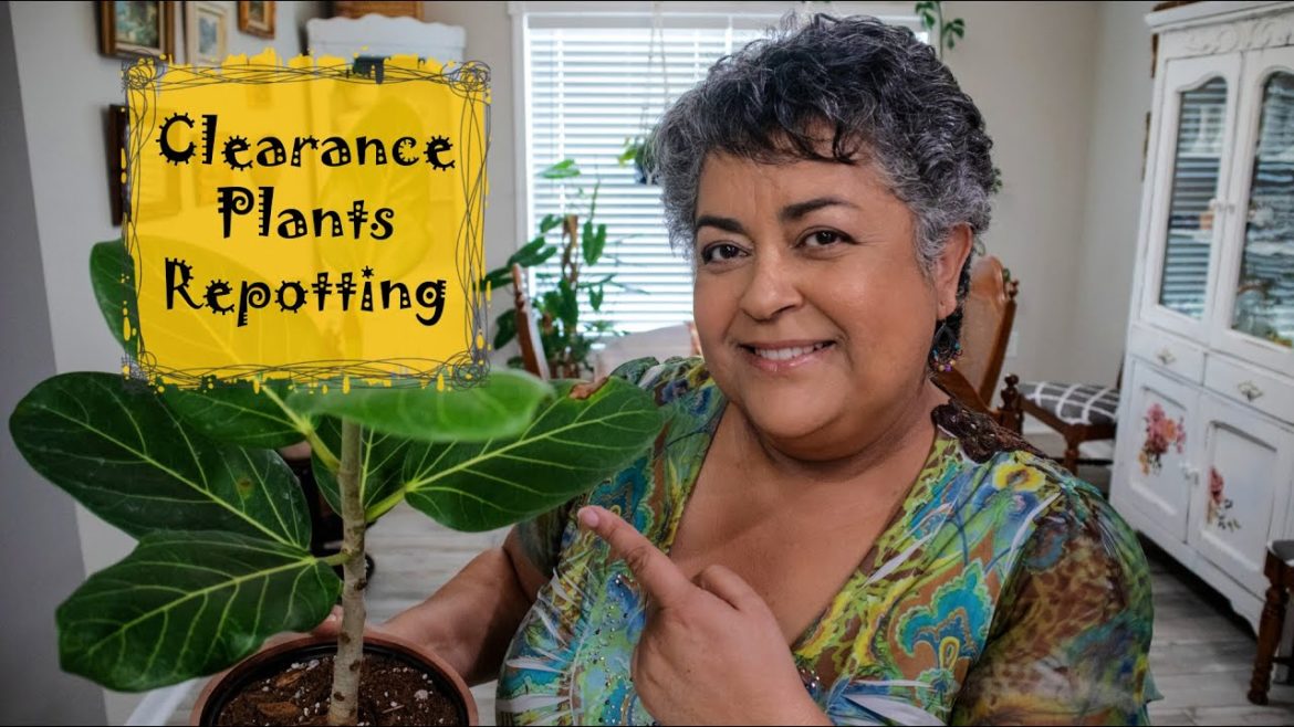 Clearance Plants: Repotting Tips ๐ฑ Clearance Plants: Repotting Tips ๐ฑ