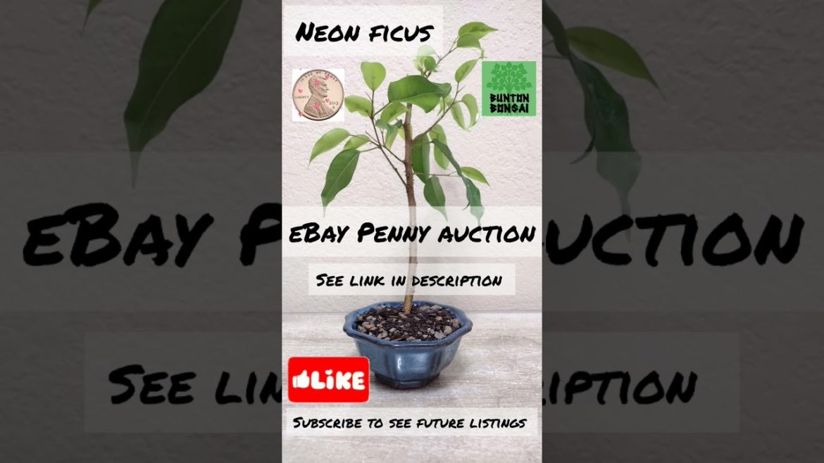Neon Ficus Bonsai Penny Auction #ebay #auction #bonsai #tree