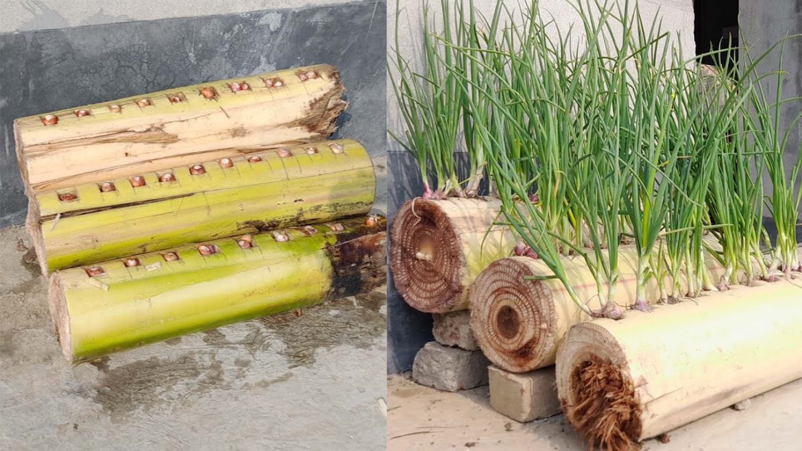 Idea of ​​​​growing onions on a banana tree without using soil | Growing big, fat green onions
